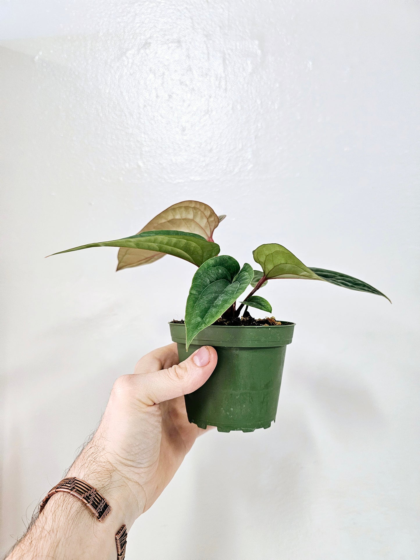 Anthurium Radicans x Luxurians 4"