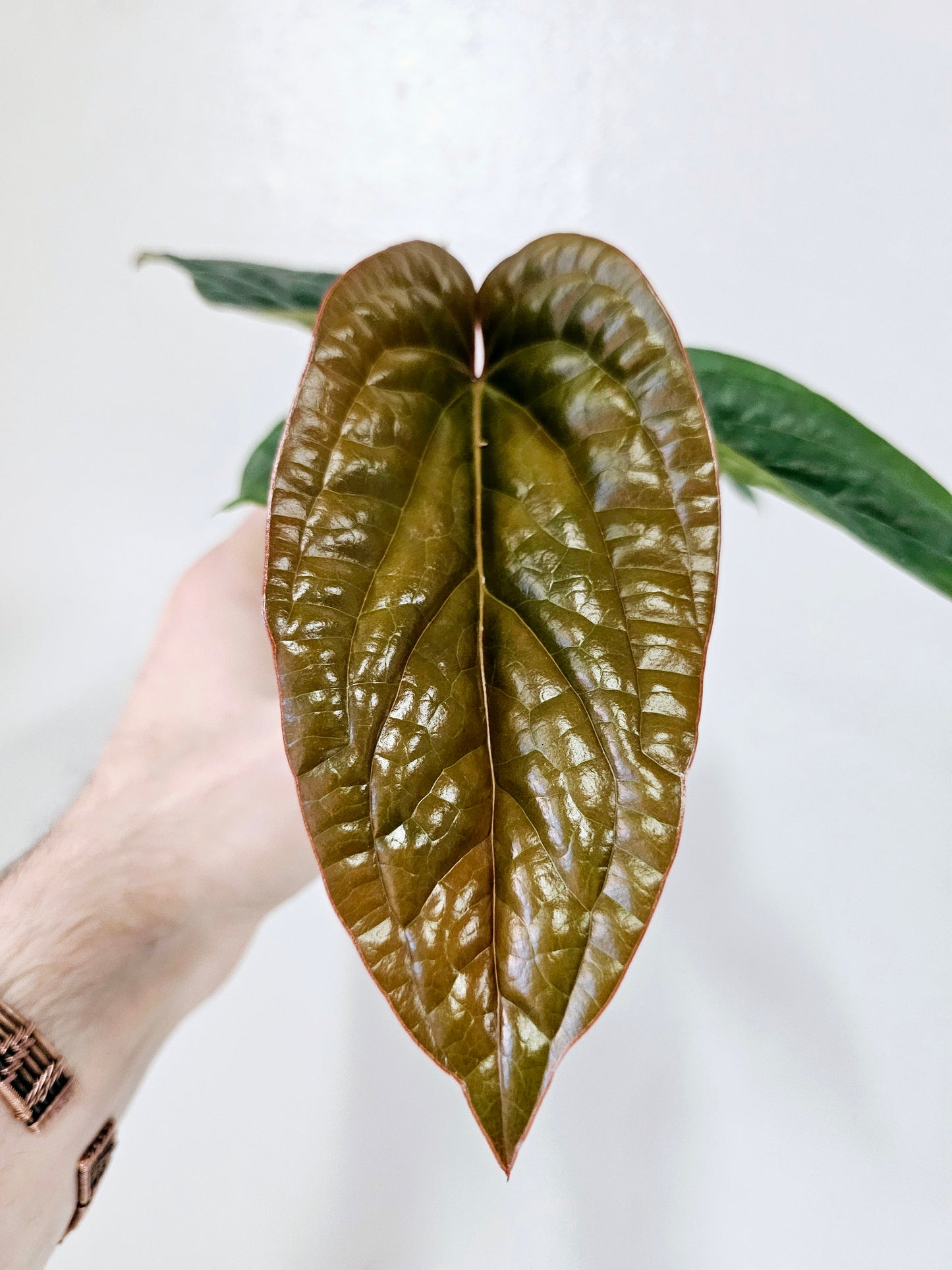 Anthurium Radicans x Luxurians 4"