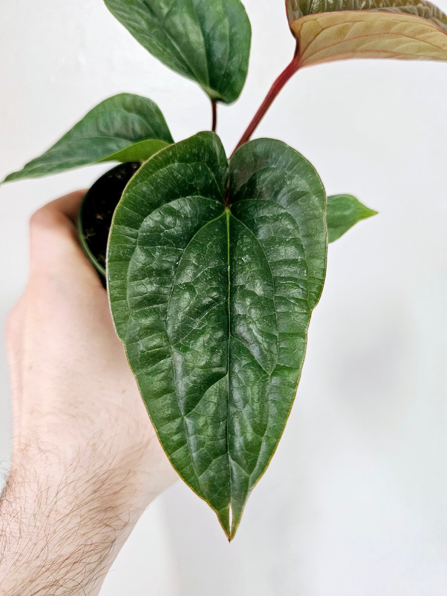 Anthurium Radicans x Luxurians 4"