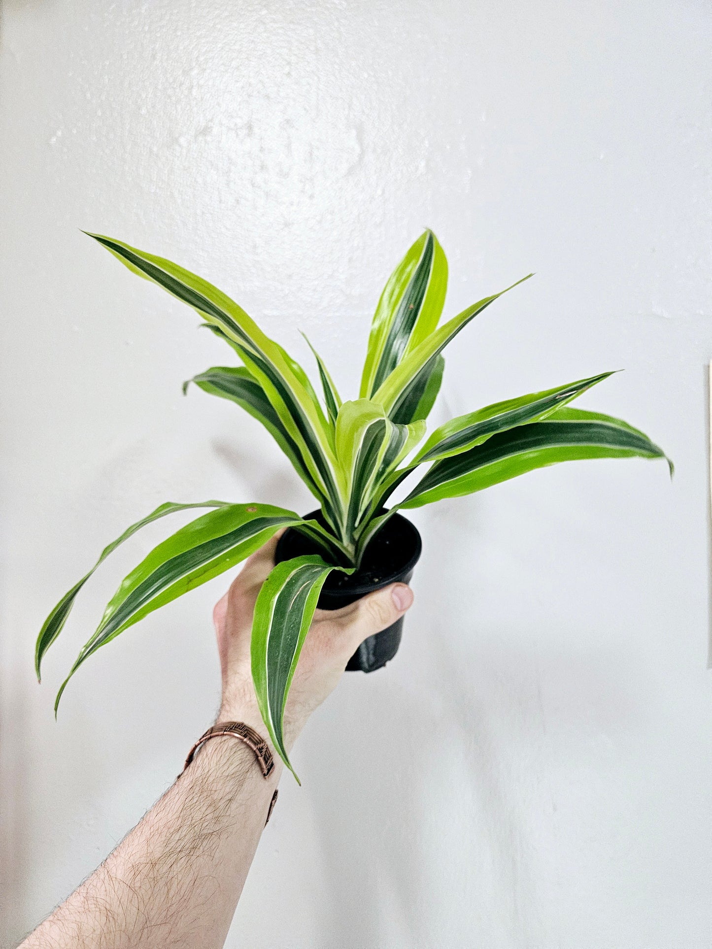 Dracaena Warneckii Lemon Lime 4"