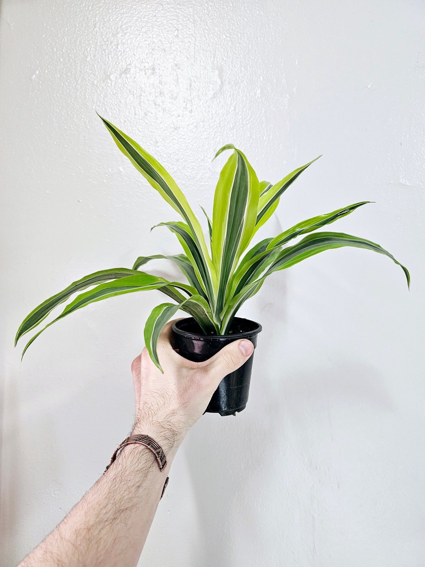 Dracaena Warneckii Lemon Lime 4"