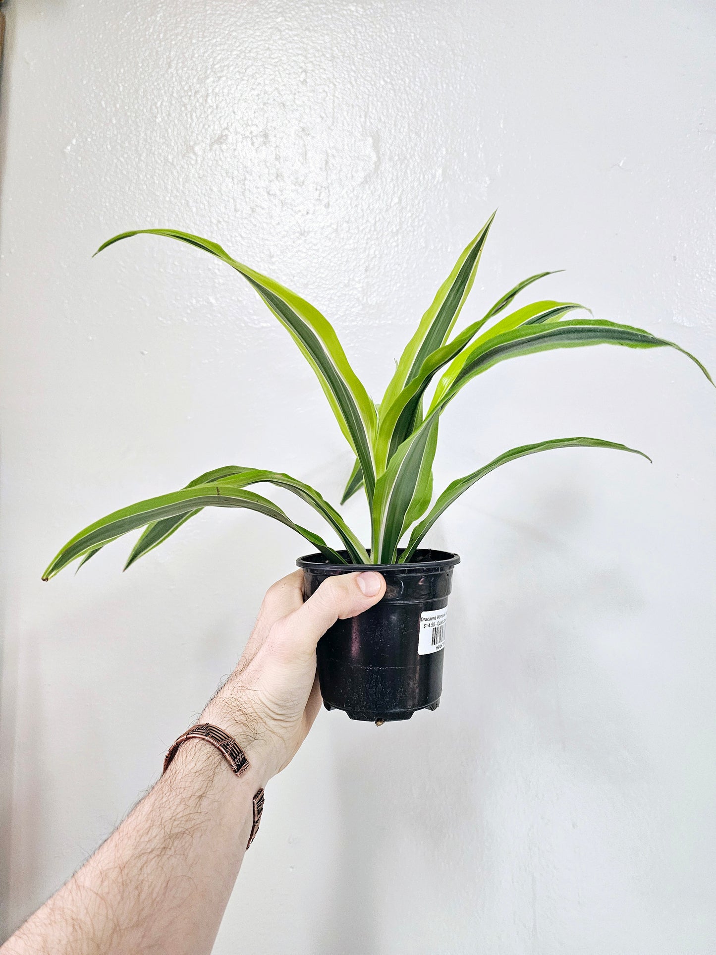 Dracaena Warneckii Lemon Lime 4"