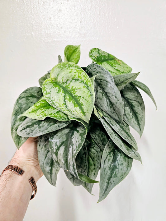 Scindapsus pictus 'Dappled Dude' 6"