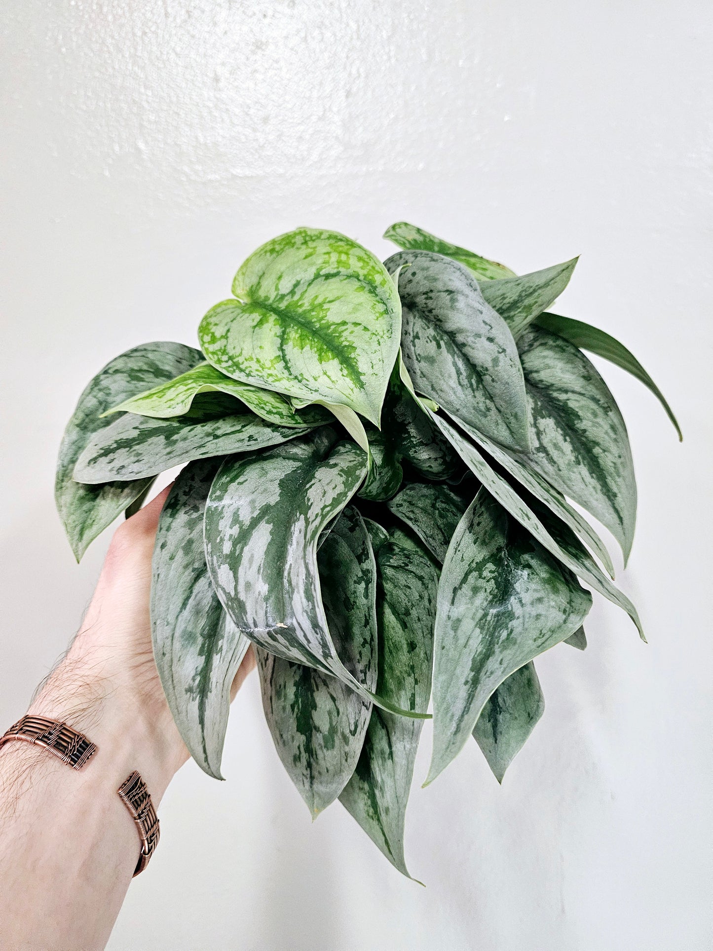 Scindapsus pictus 'Dappled Dude' 6"