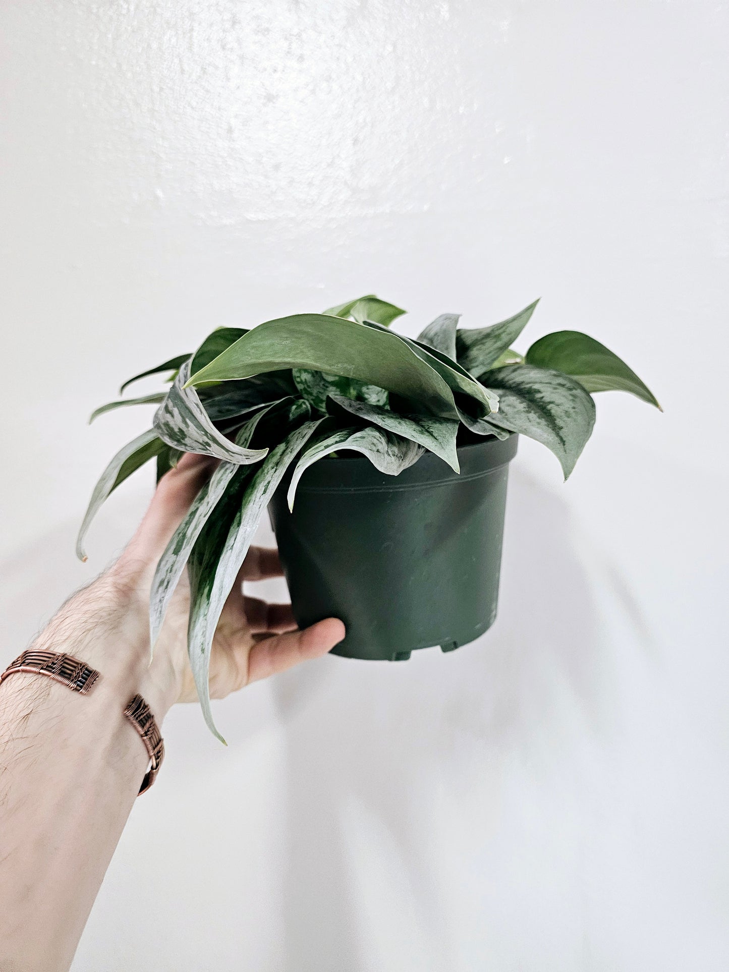 Scindapsus pictus 'Dappled Dude' 6"