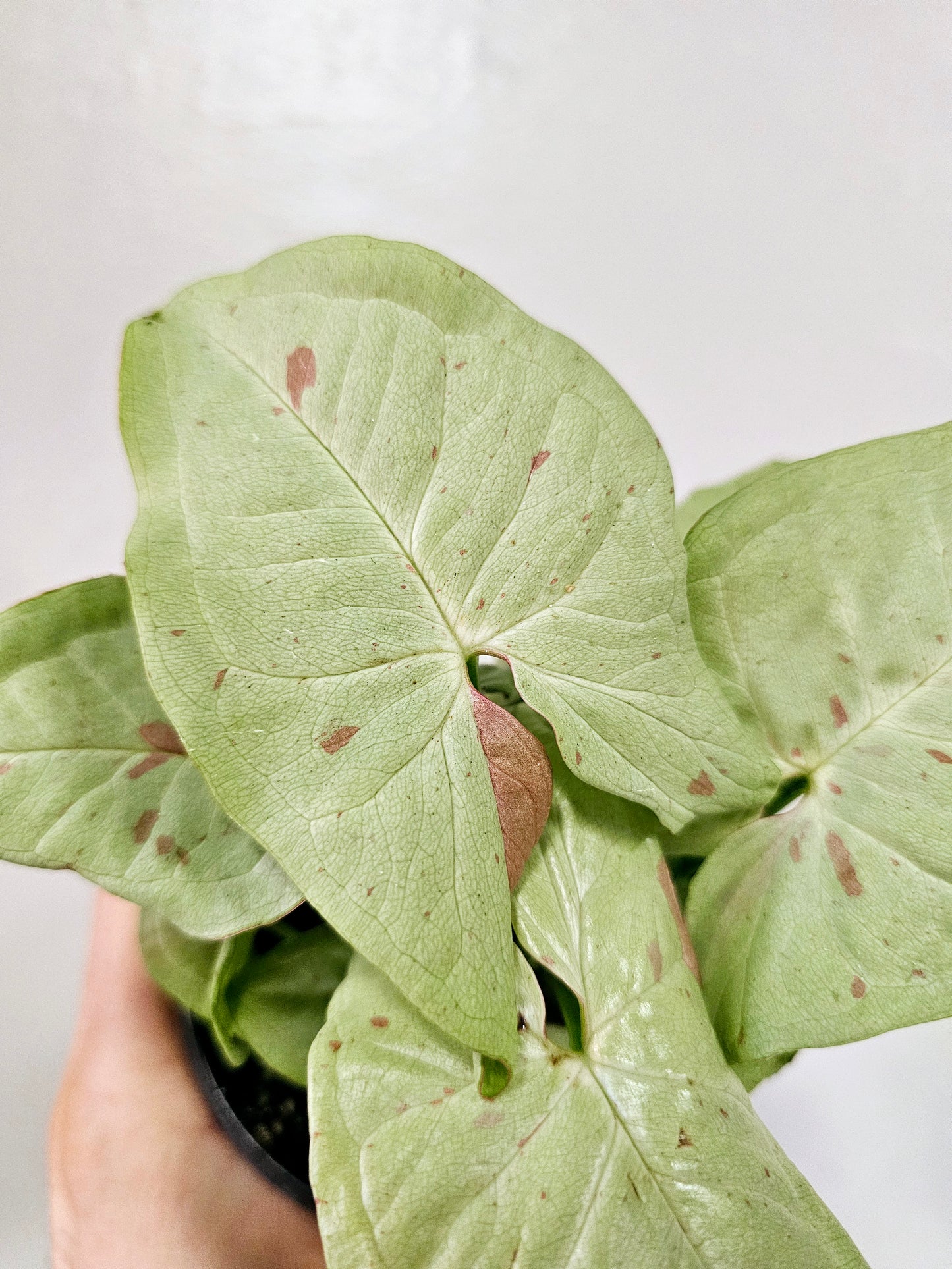 Syngonium 'Milk Confetti' 4"