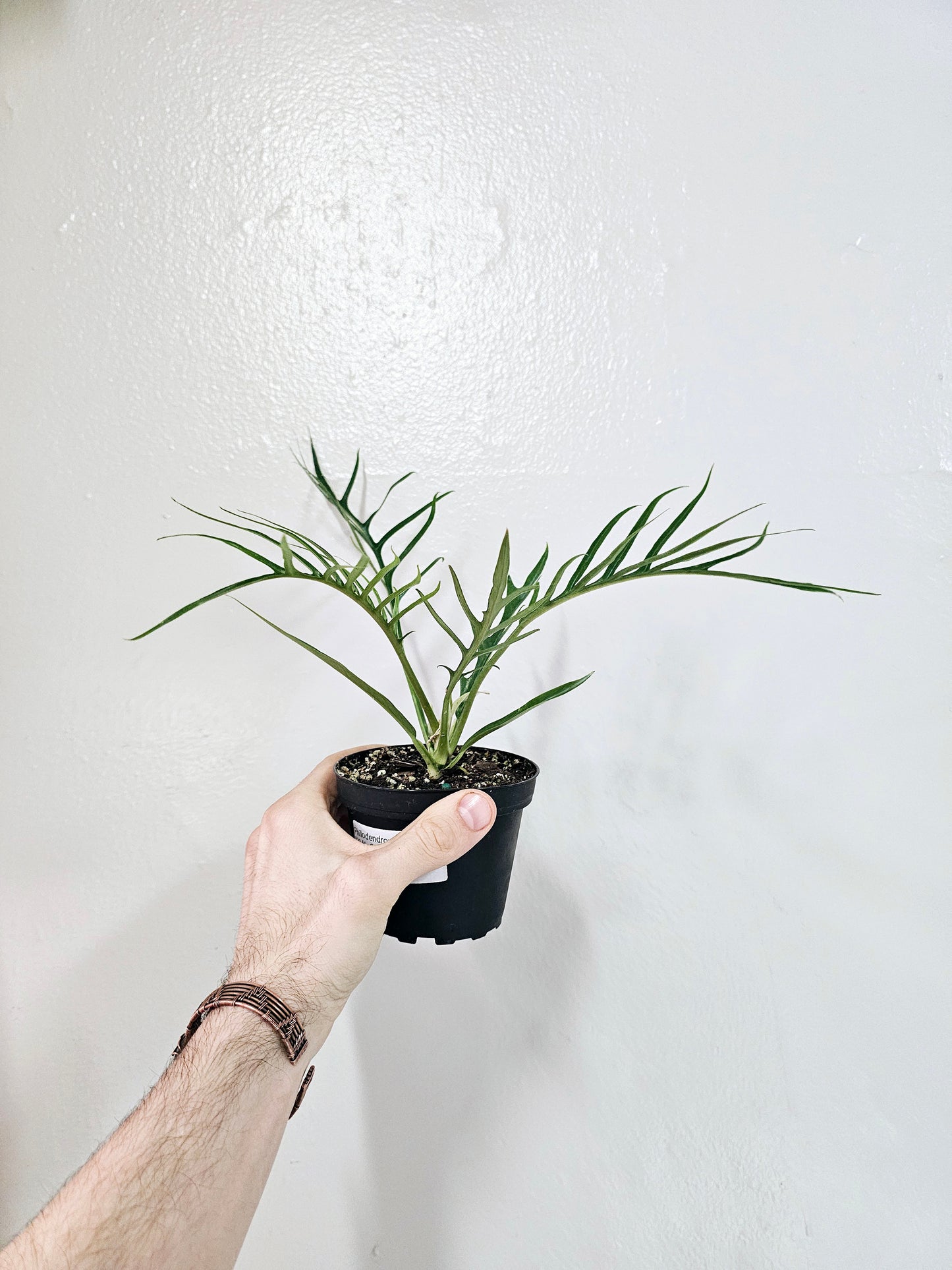 Philodendron tortum 4"