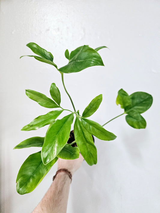Philodendron Goldeii/Thaumatophyllum Spruceanum 4"