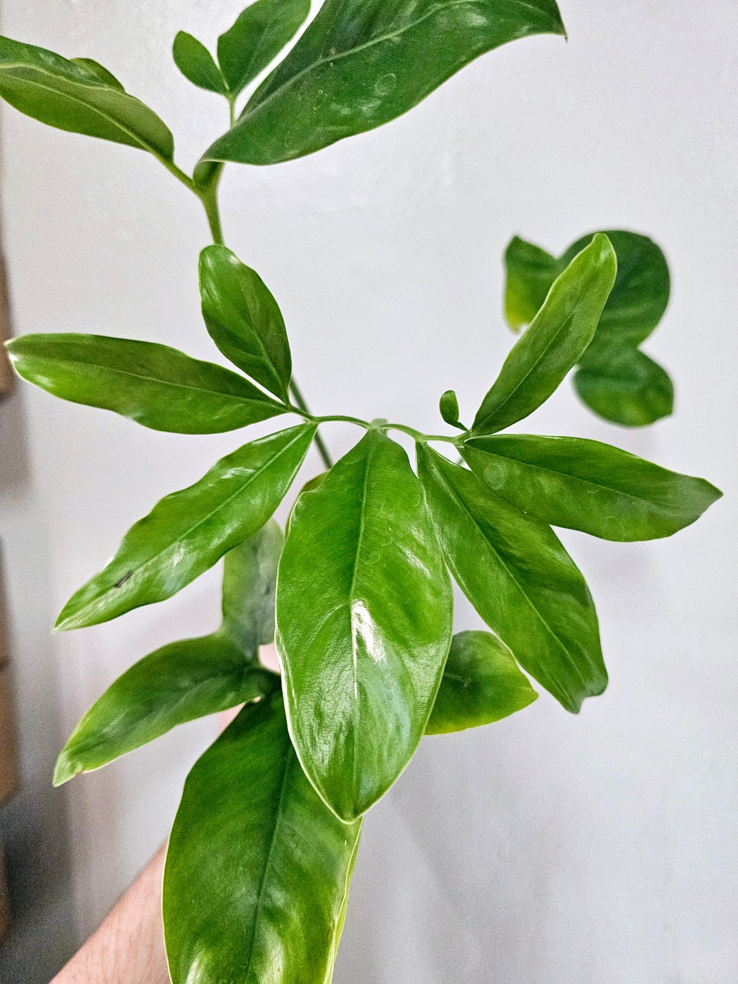Philodendron Goldeii/Thaumatophyllum Spruceanum 4"
