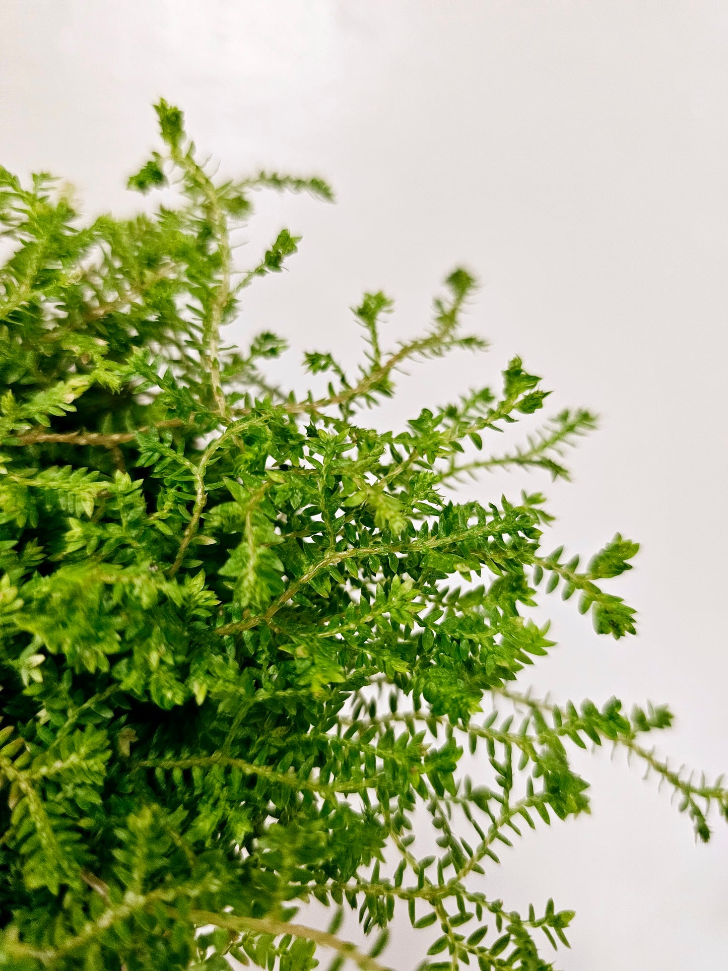 Selaginella Kraussiana 3.5"