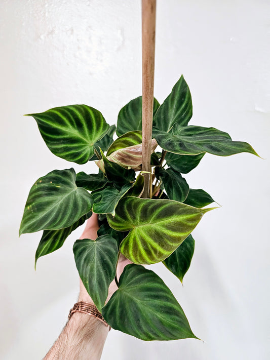 Philodendron verrucosum 4"