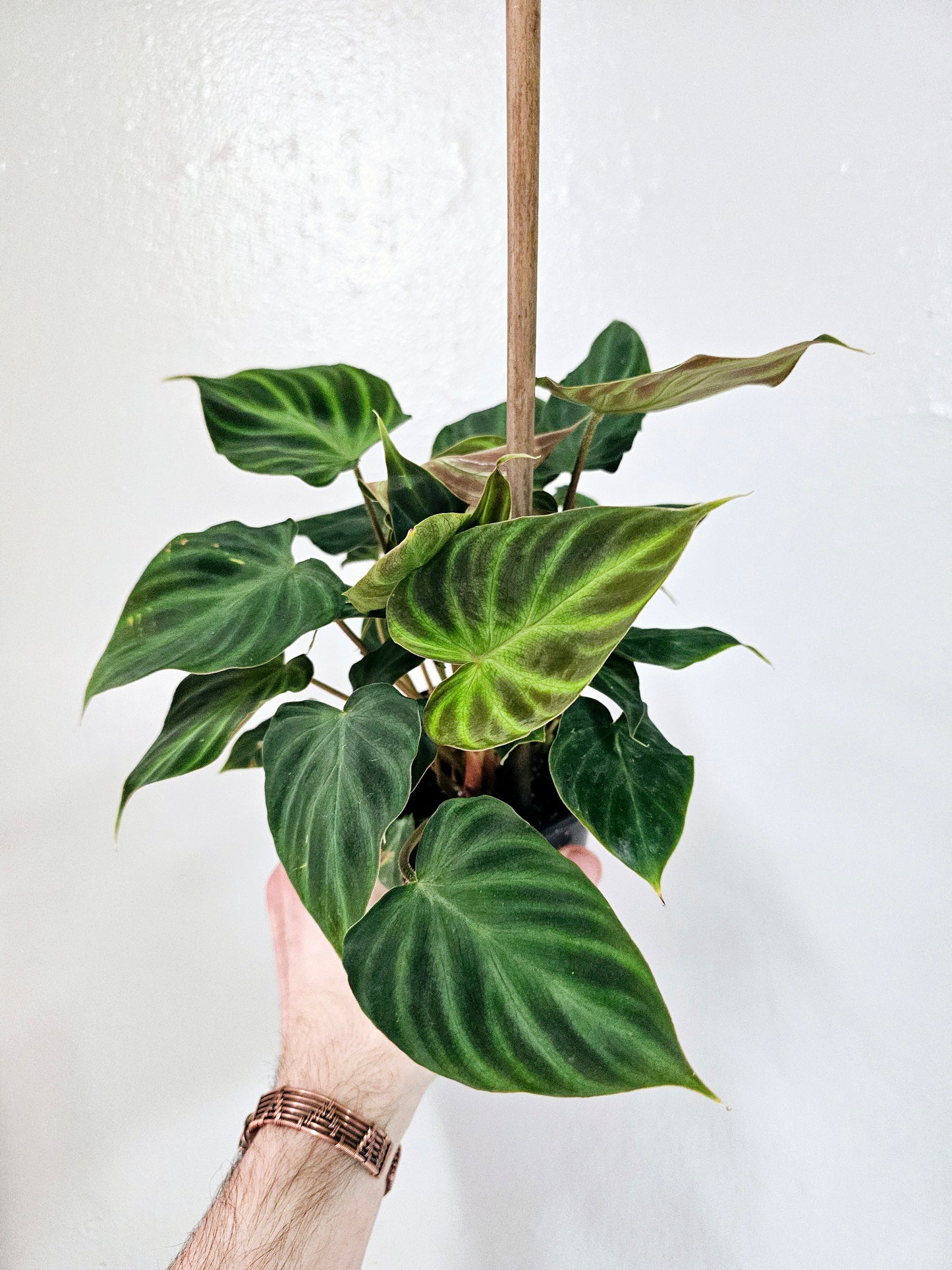 Philodendron verrucosum 4"