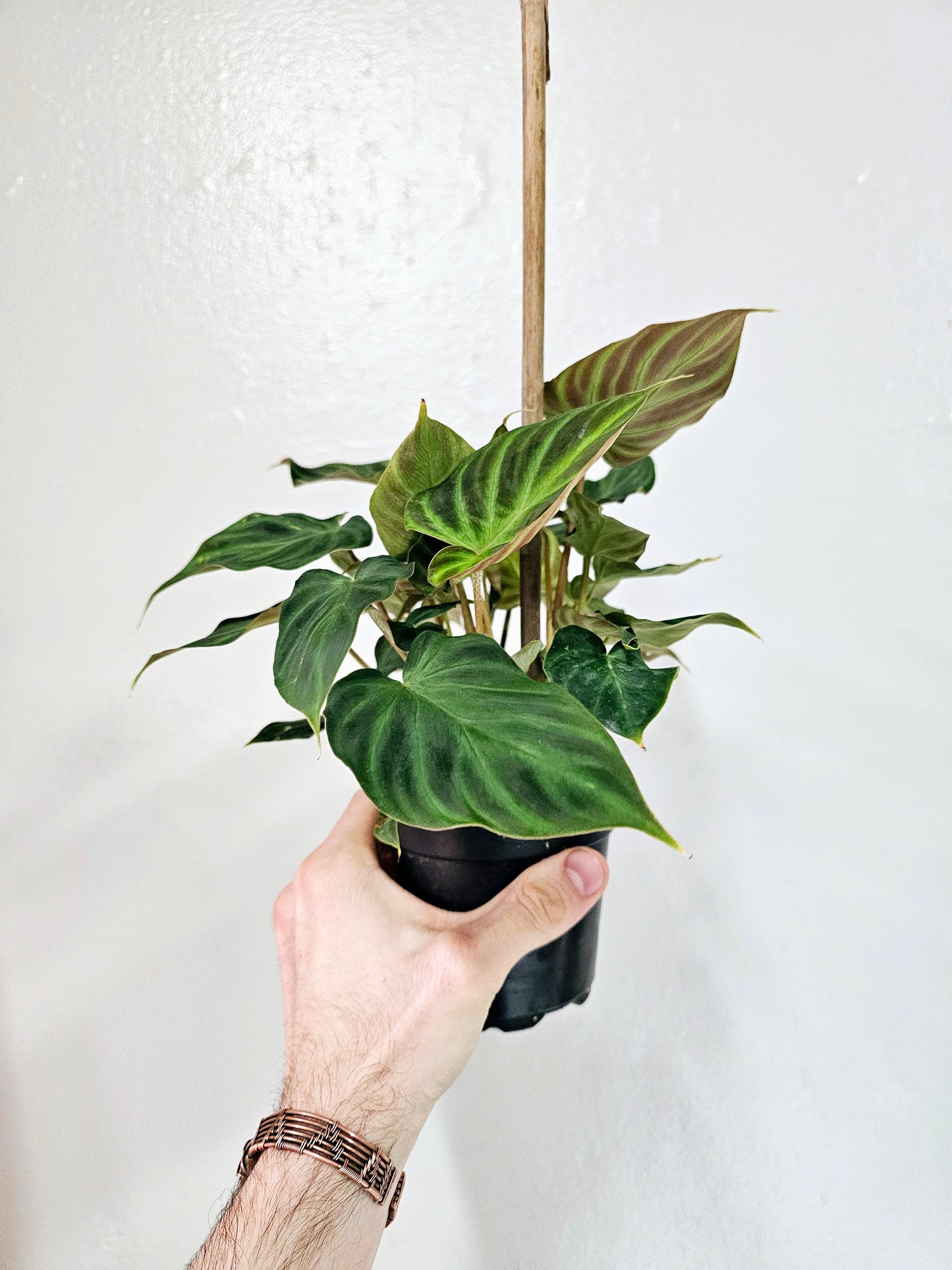 Philodendron verrucosum 4"