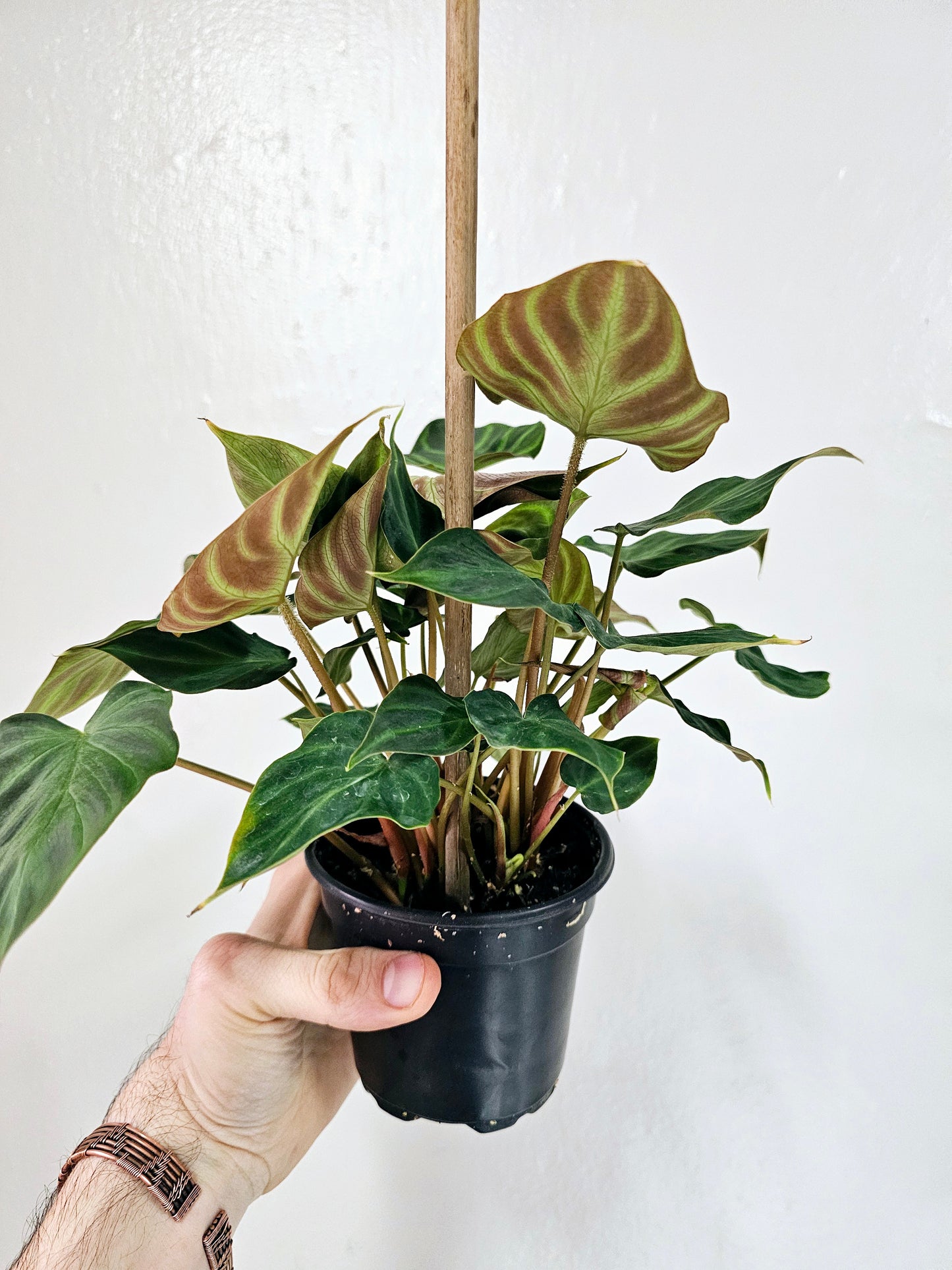 Philodendron verrucosum 4"