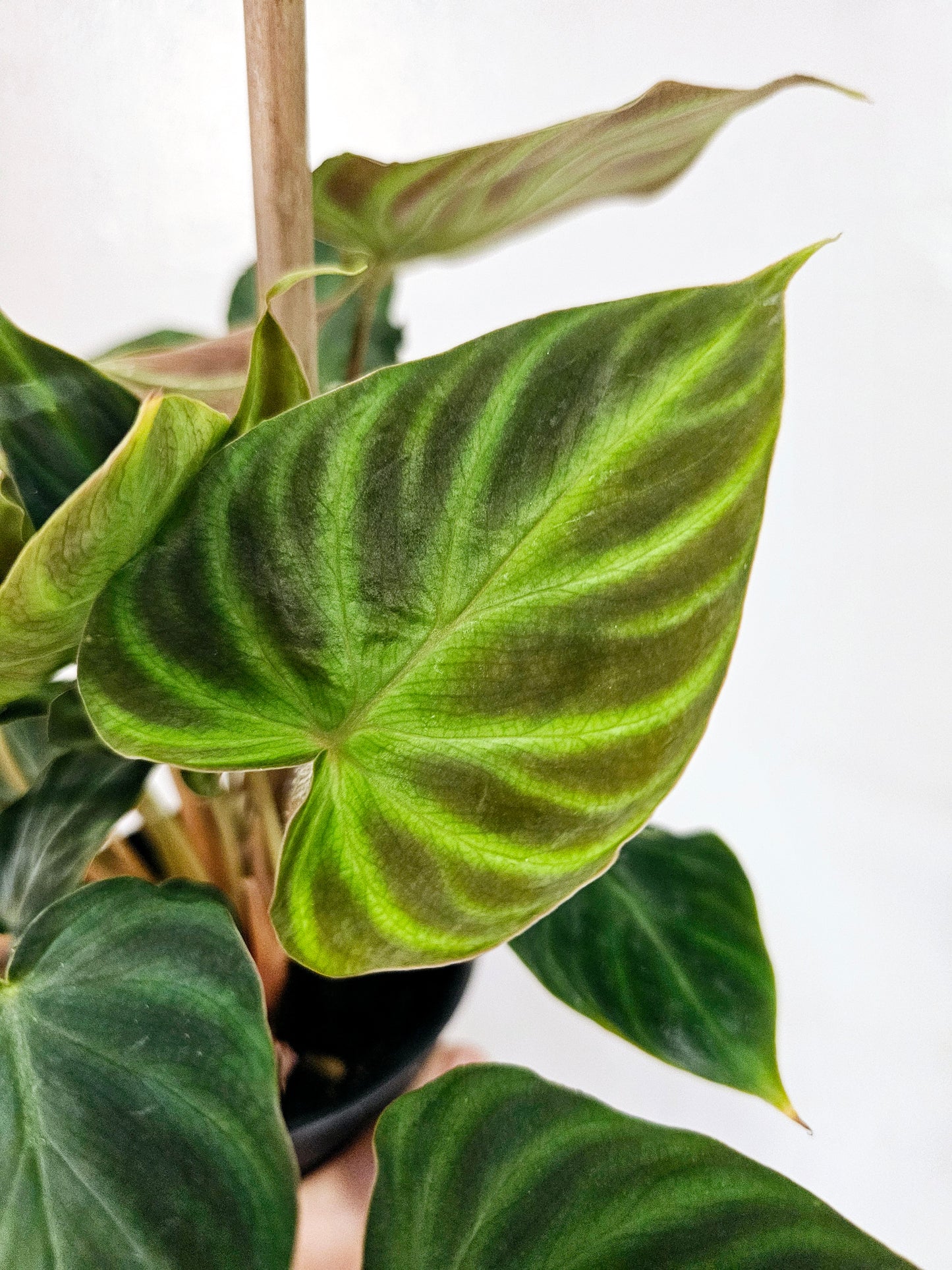 Philodendron verrucosum 4"