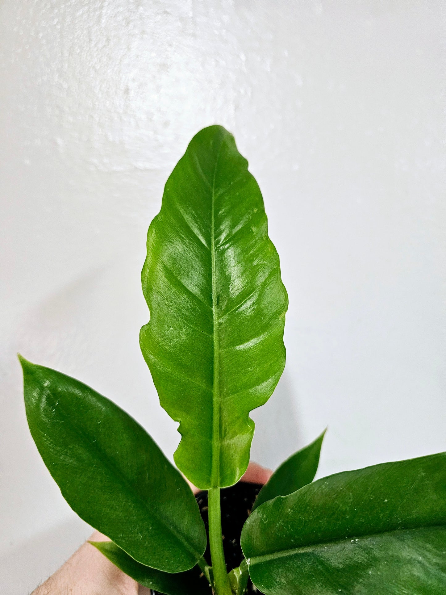 Philodendron Jungle Boogie 4"