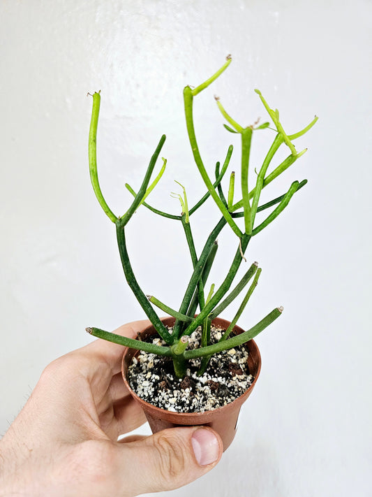 Euphorbia tirucalli "Pencil Cactus/Fire Sticks" 2"