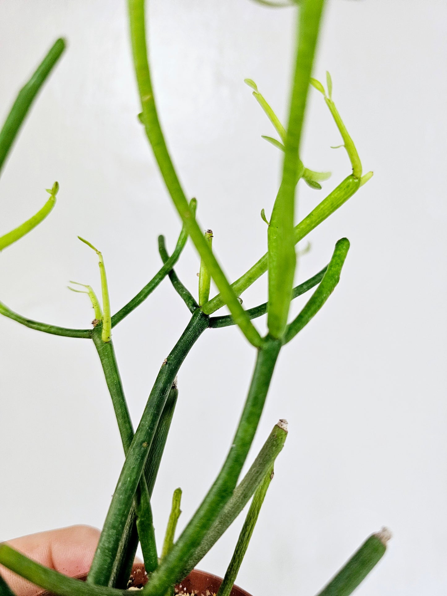 Euphorbia tirucalli "Pencil Cactus/Fire Sticks" 2"