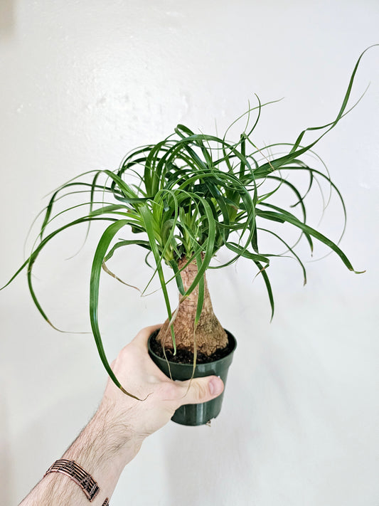 Beaucarnea recurvata "Ponytail Palm" 4"