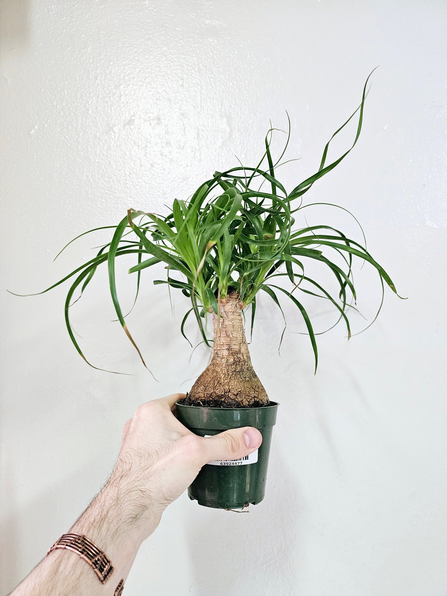 Beaucarnea recurvata "Ponytail Palm" 4"