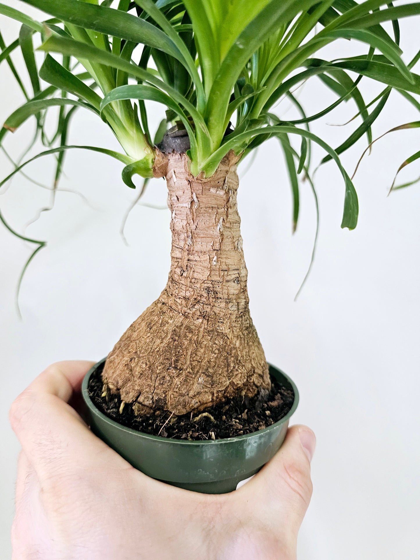 Beaucarnea recurvata "Ponytail Palm" 4"