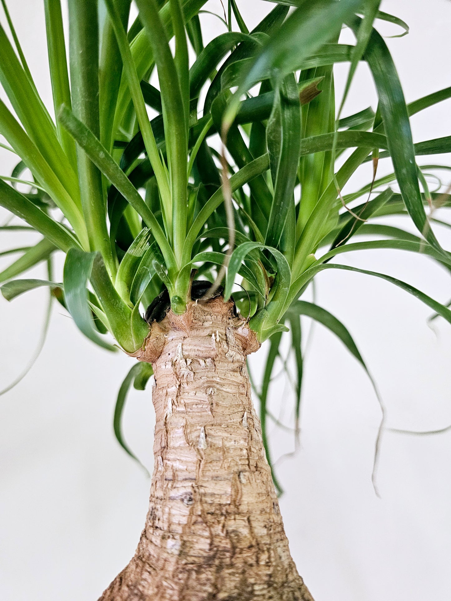 Beaucarnea recurvata "Ponytail Palm" 4"