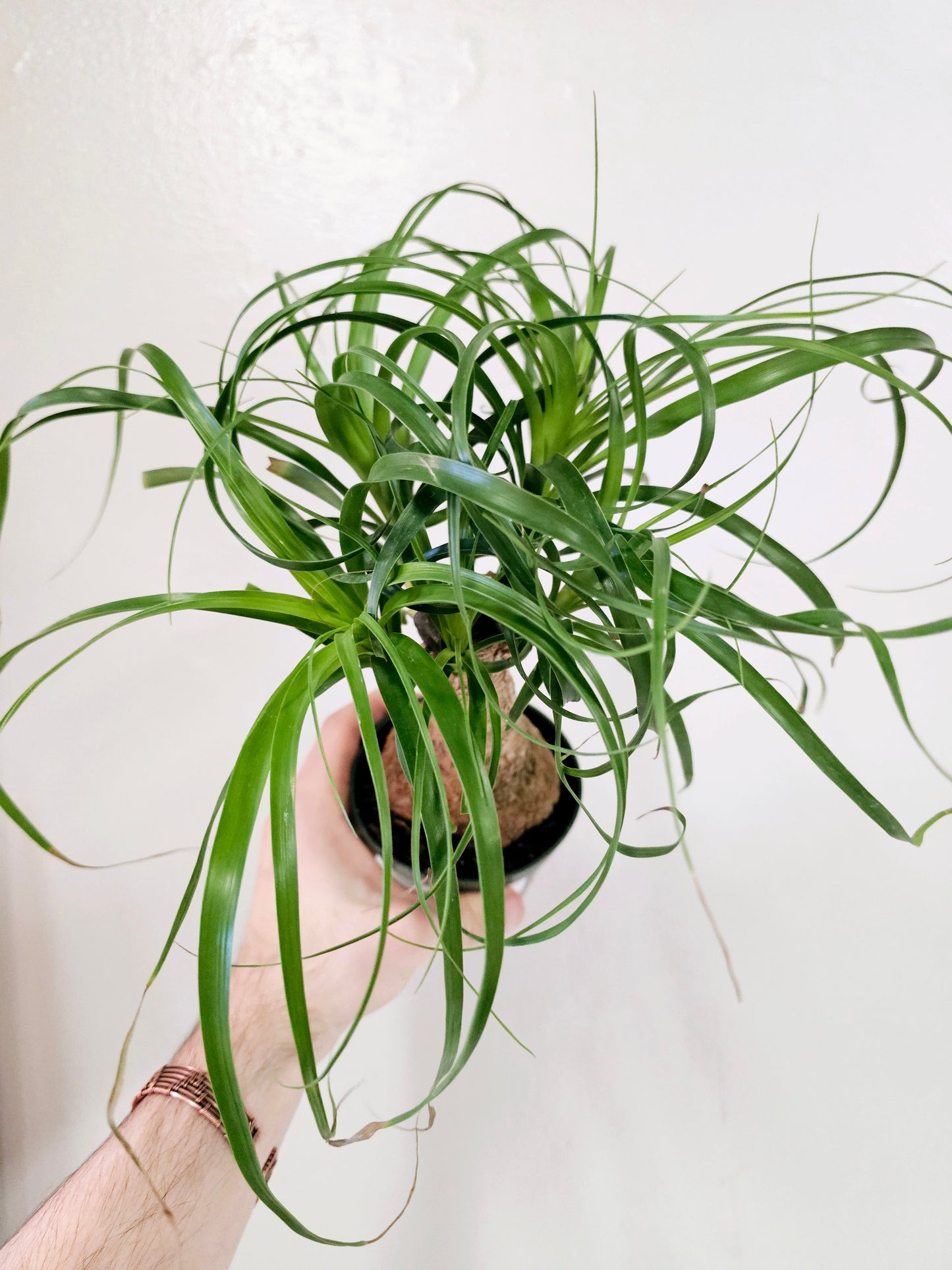 Beaucarnea recurvata "Ponytail Palm" 4"