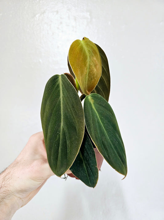 Philodendron Gigas 4"