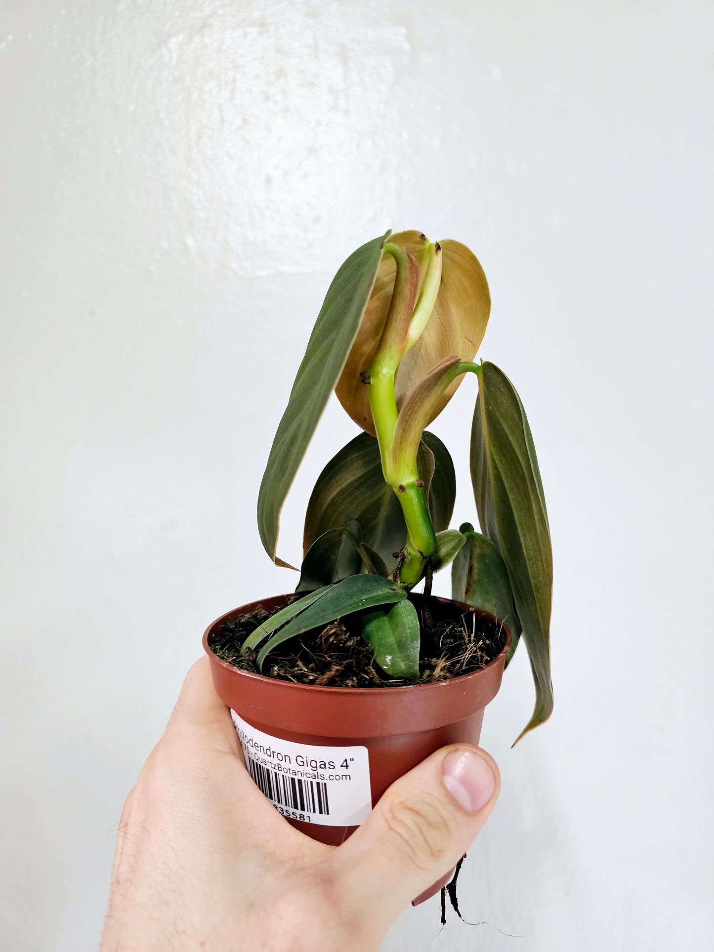 Philodendron Gigas 4"
