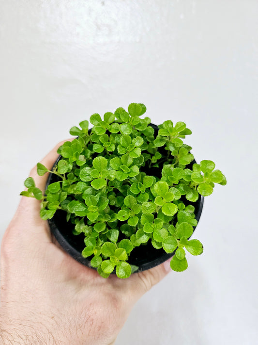 Pilea depressa 'Baby Tears' 4”