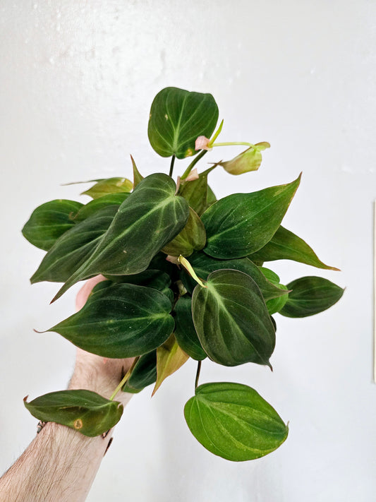 Philodendron 'Micans' 4"
