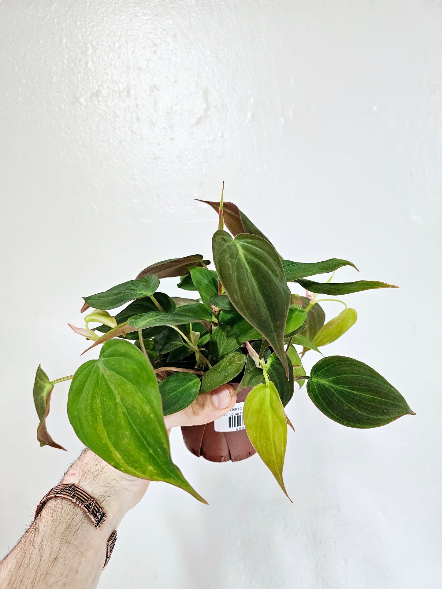 Philodendron 'Micans' 4"