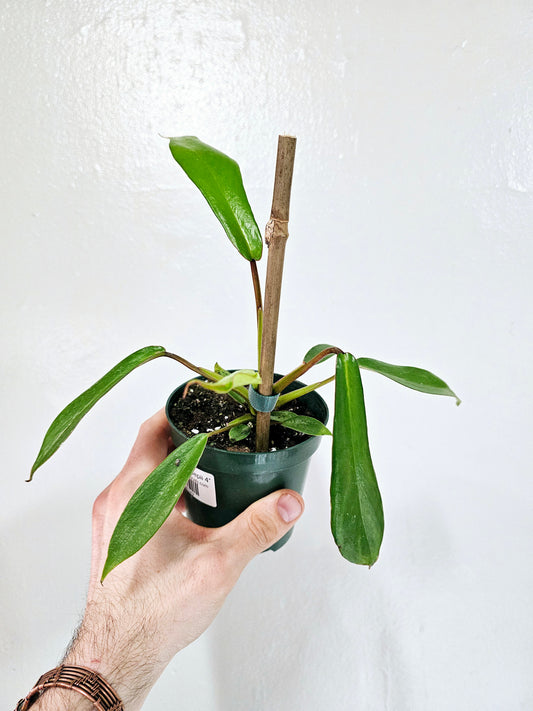 Philodendron Joepii 4"