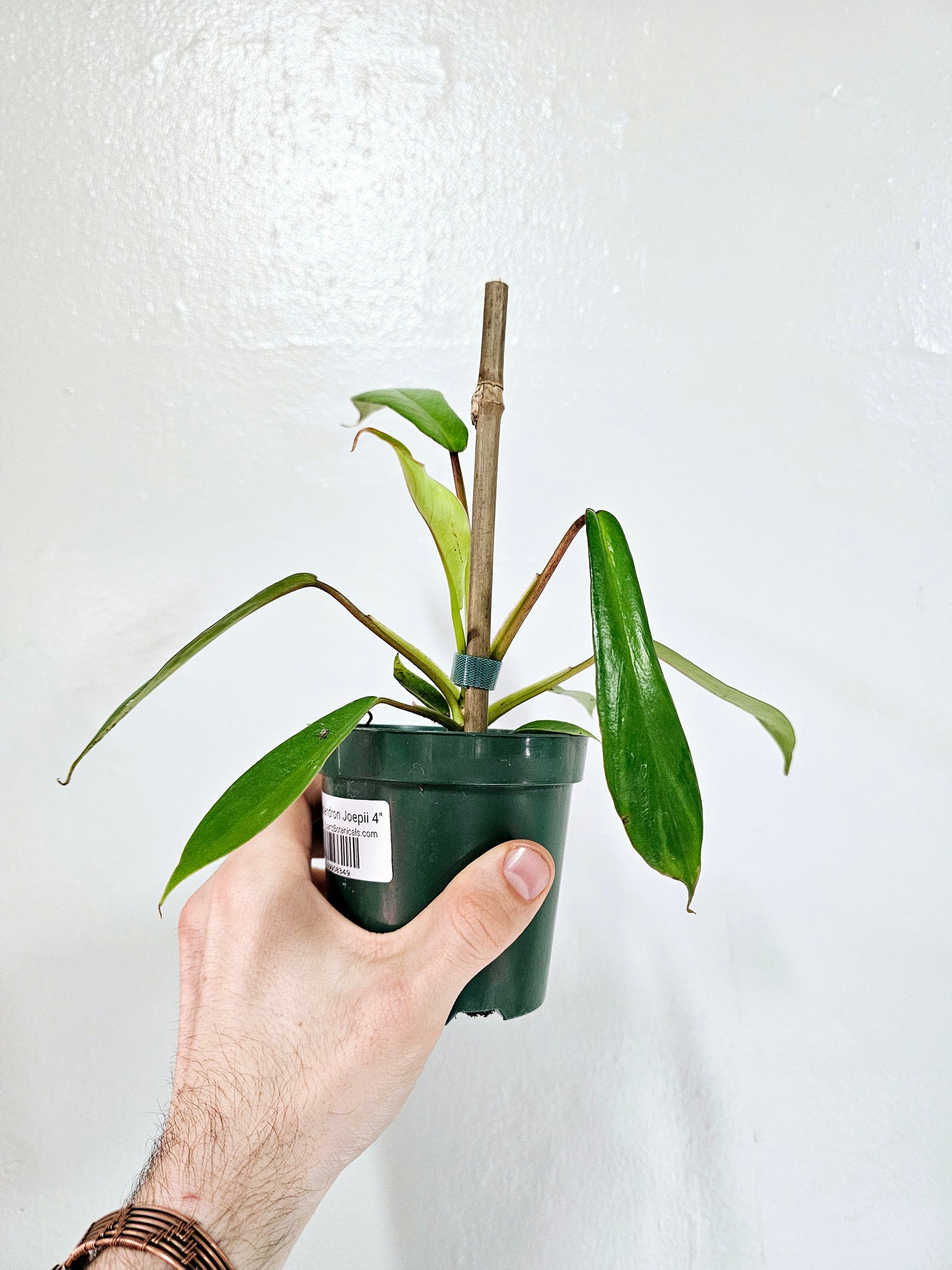 Philodendron Joepii 4"