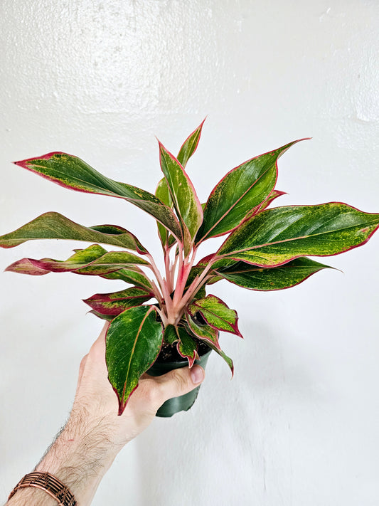 Aglaonema 'Siam Aurora' 4"