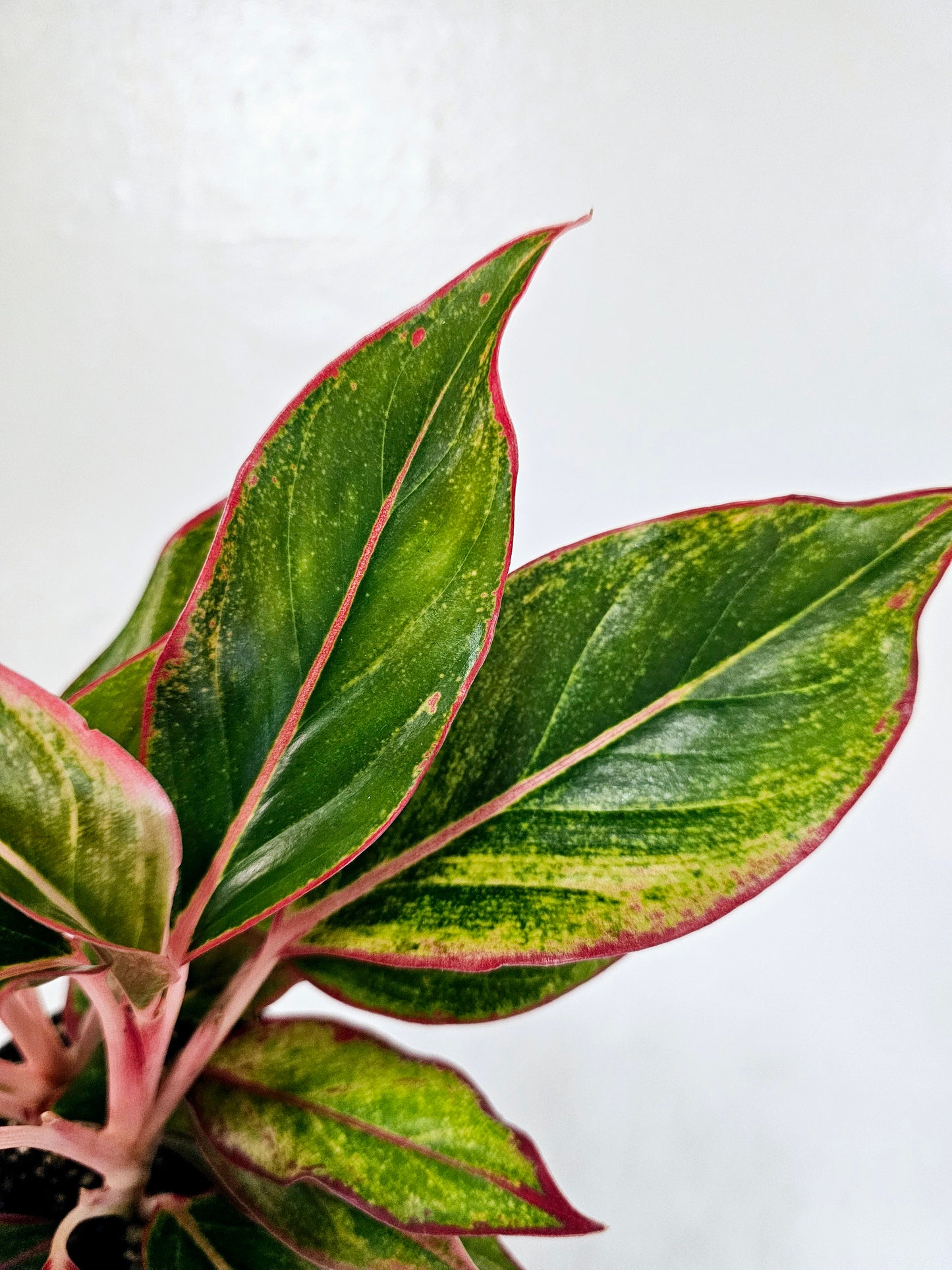 Aglaonema 'Siam Aurora' 4"