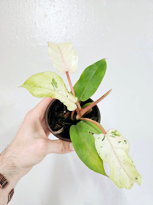 Philodendron 'Snow Drift' 4"