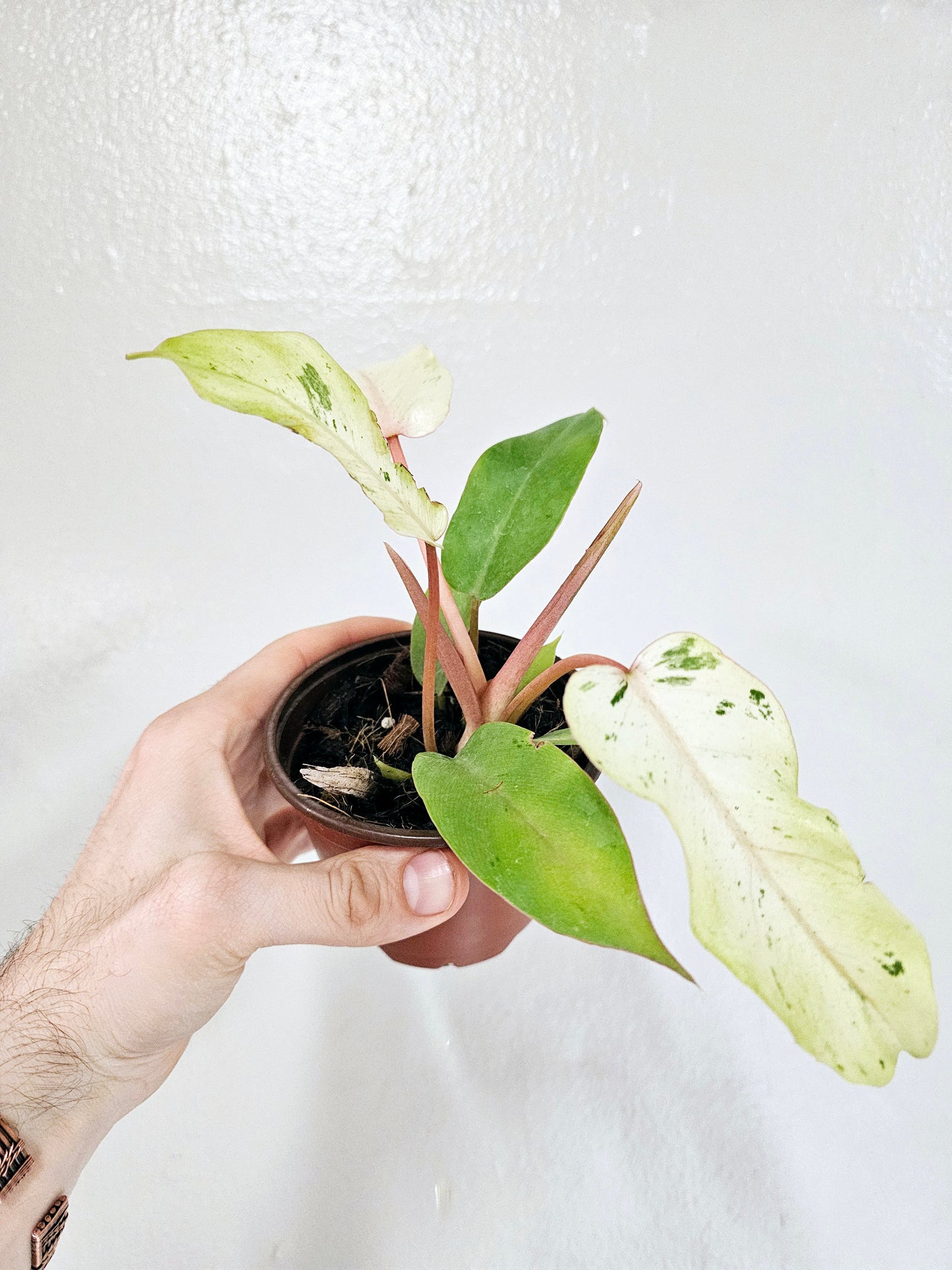 Philodendron 'Snow Drift' 4"