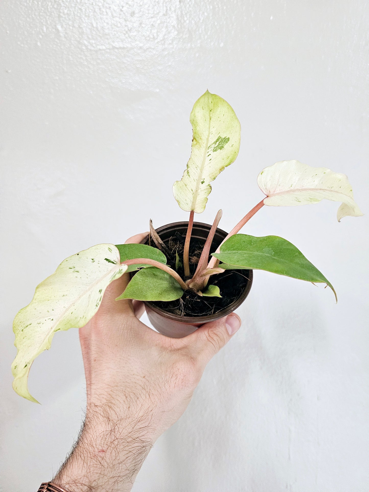 Philodendron 'Snow Drift' 4"