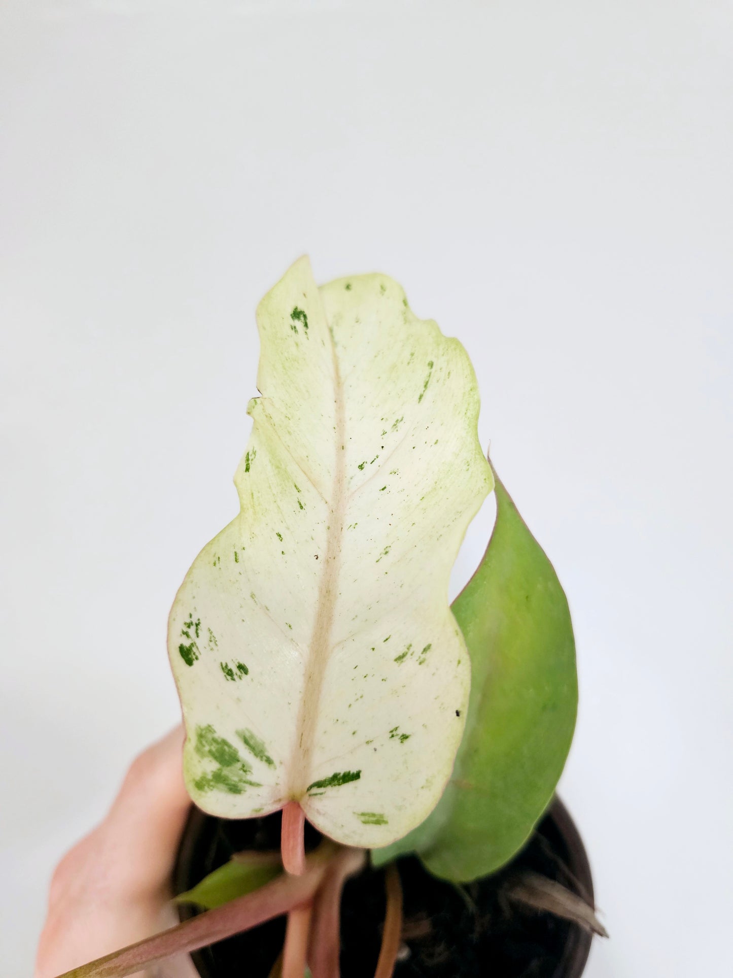Philodendron Snow Drift 4"