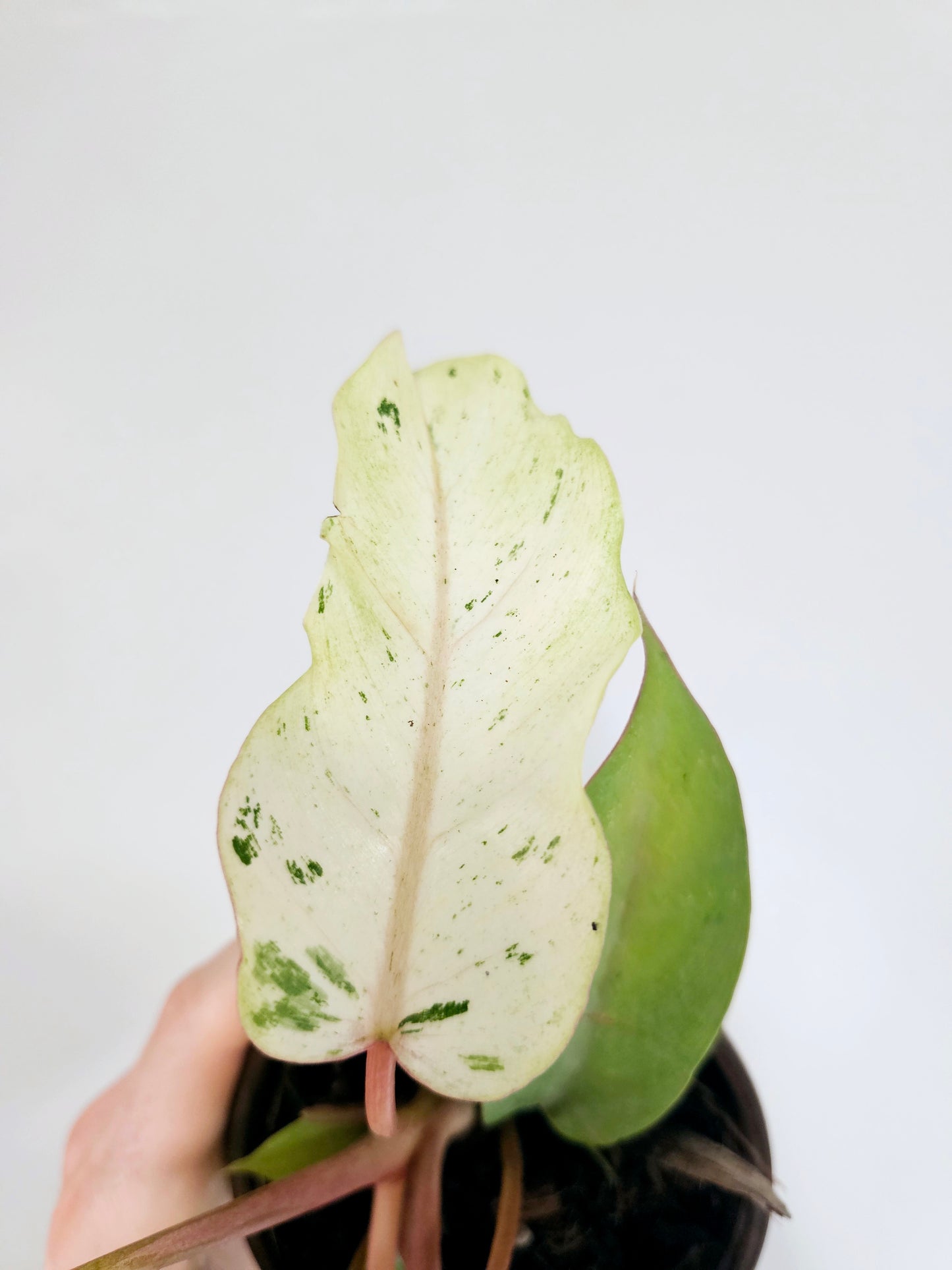 Philodendron 'Snow Drift' 4"