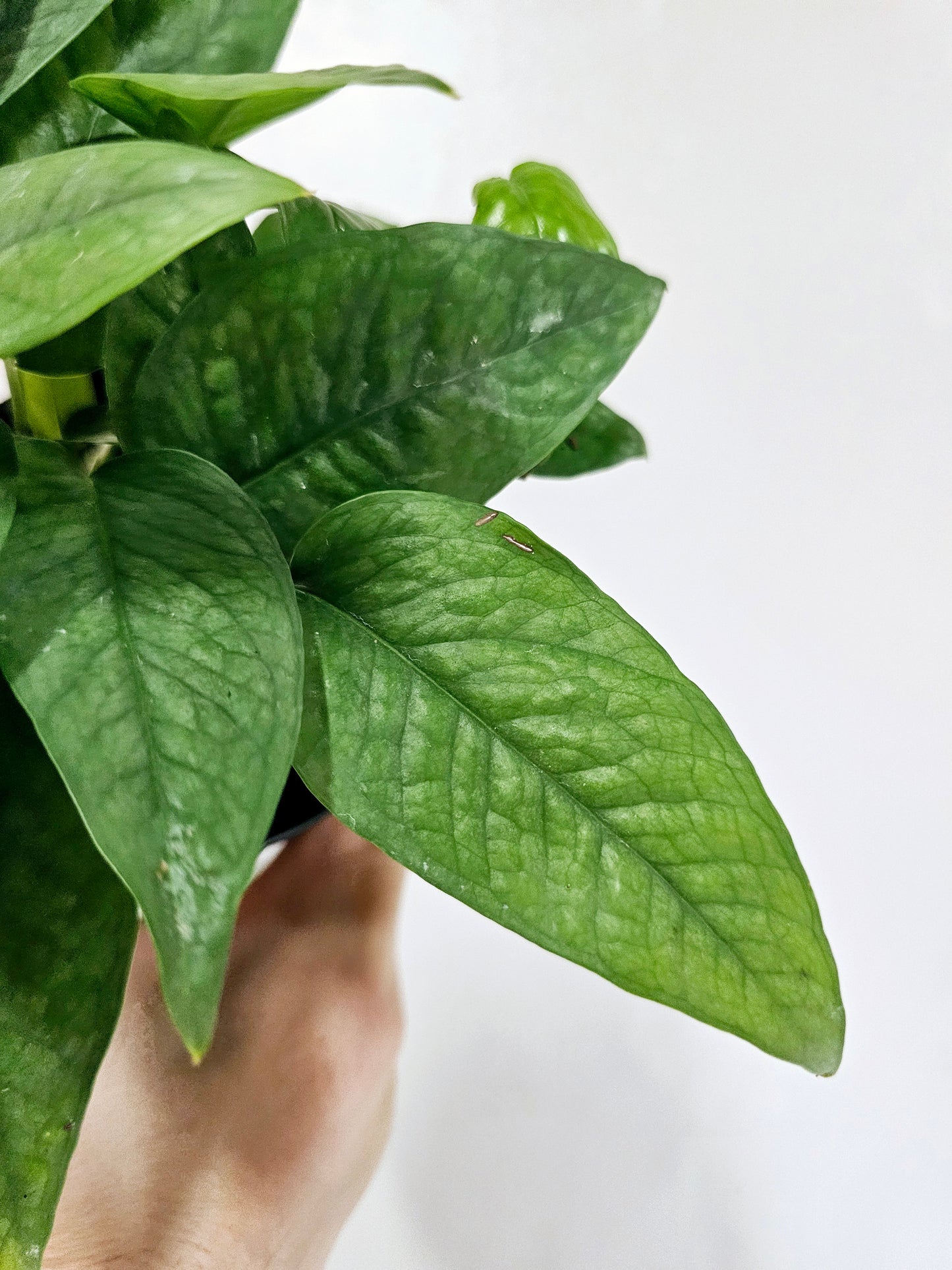Epipremnum pinnatum 'Cebu Blue' 6" HB