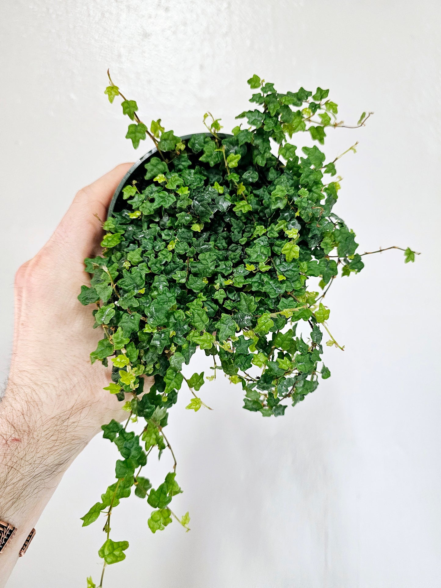 Ficus pumila 'Quercifolia' "String of Frogs" 4"