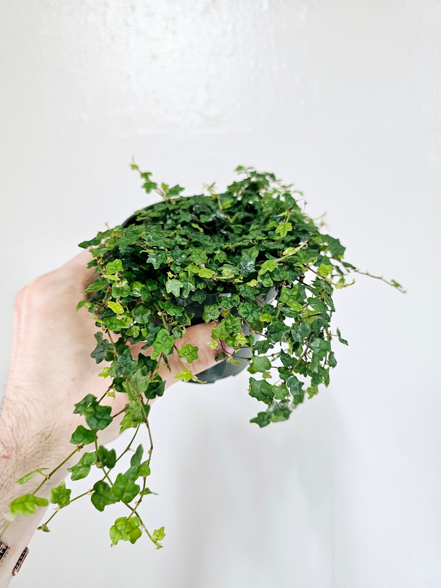 Ficus pumila 'Quercifolia' "String of Frogs" 4"