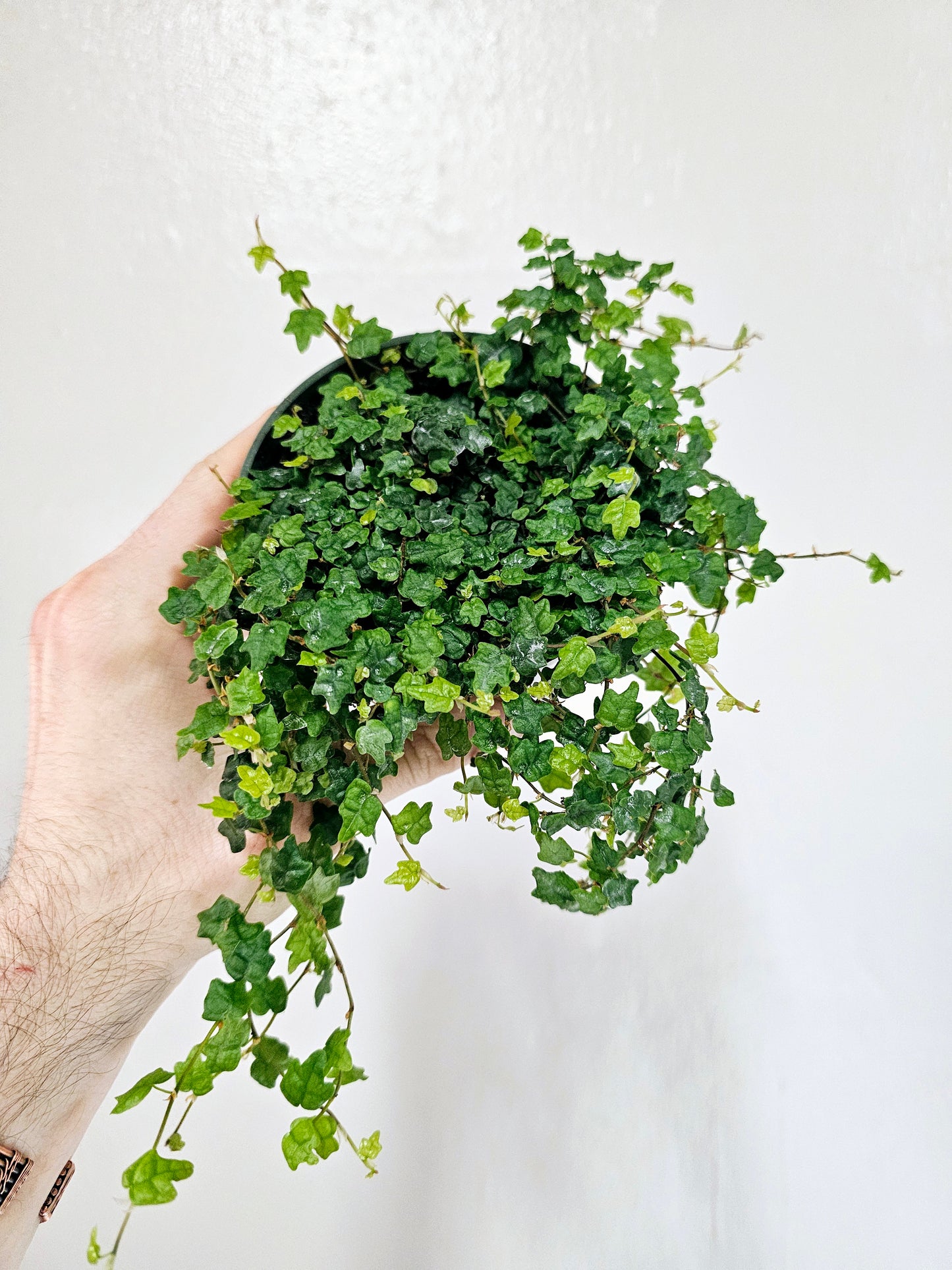 Ficus pumila 'Quercifolia' "String of Frogs" 4"