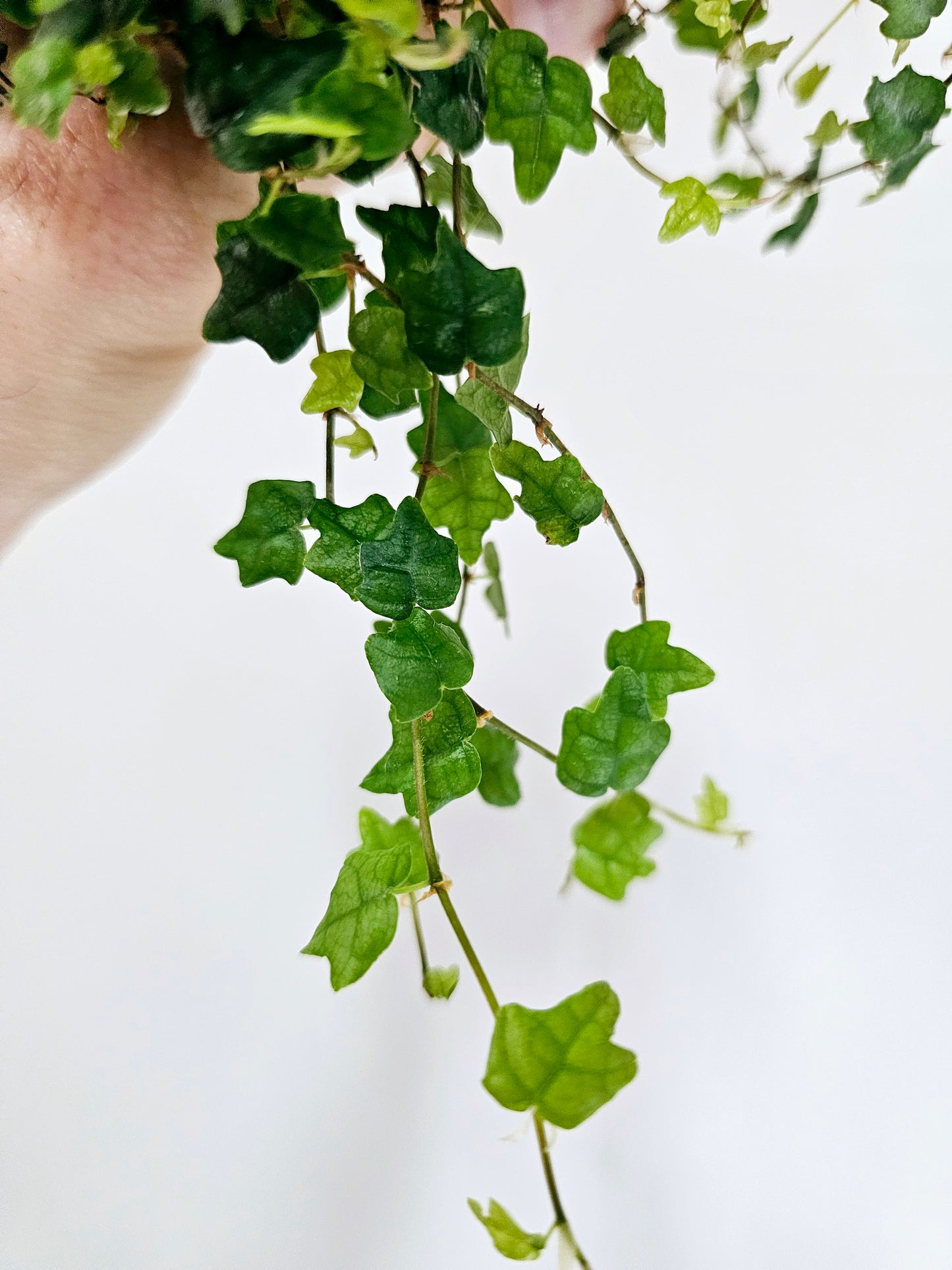 Ficus pumila 'Quercifolia' "String of Frogs" 4"
