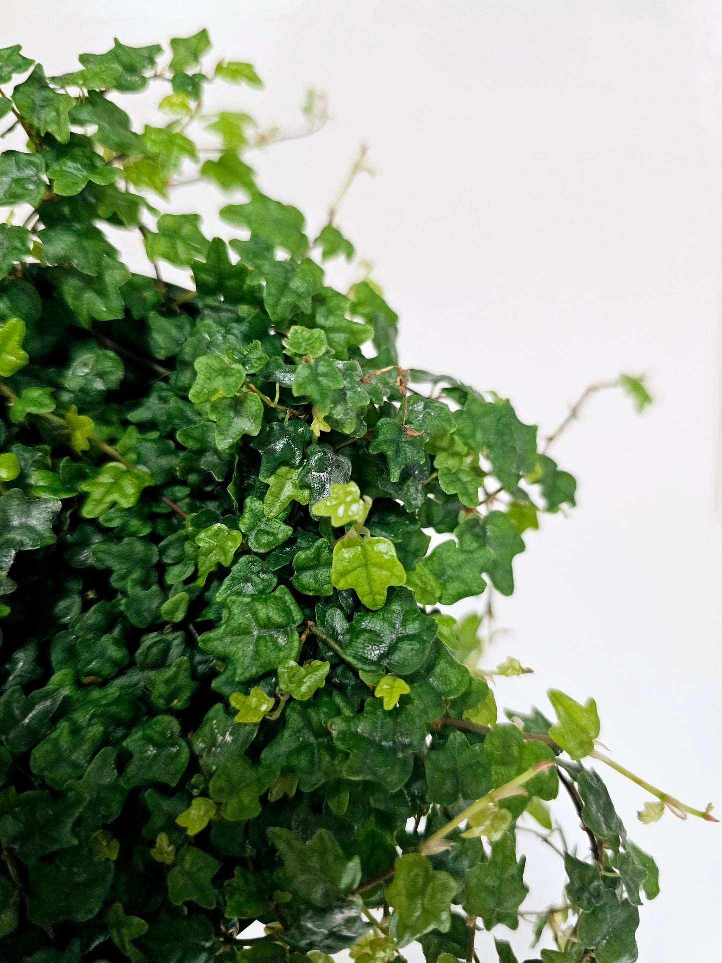 Ficus pumila 'Quercifolia' "String of Frogs" 4"