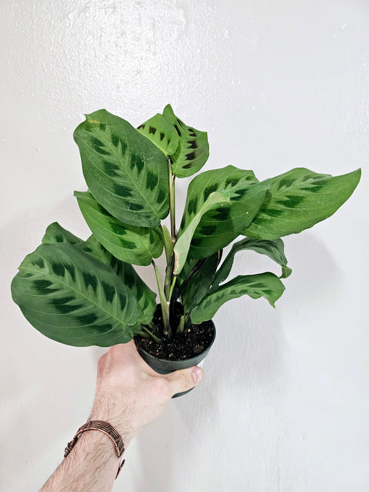 Maranta leuconeura 'Kerchoveana' 4"