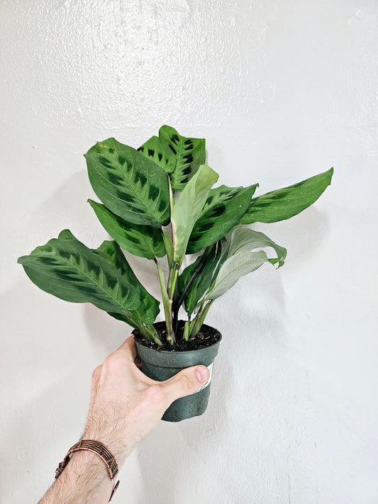 Maranta leuconeura 'Kerchoveana' 3.5"