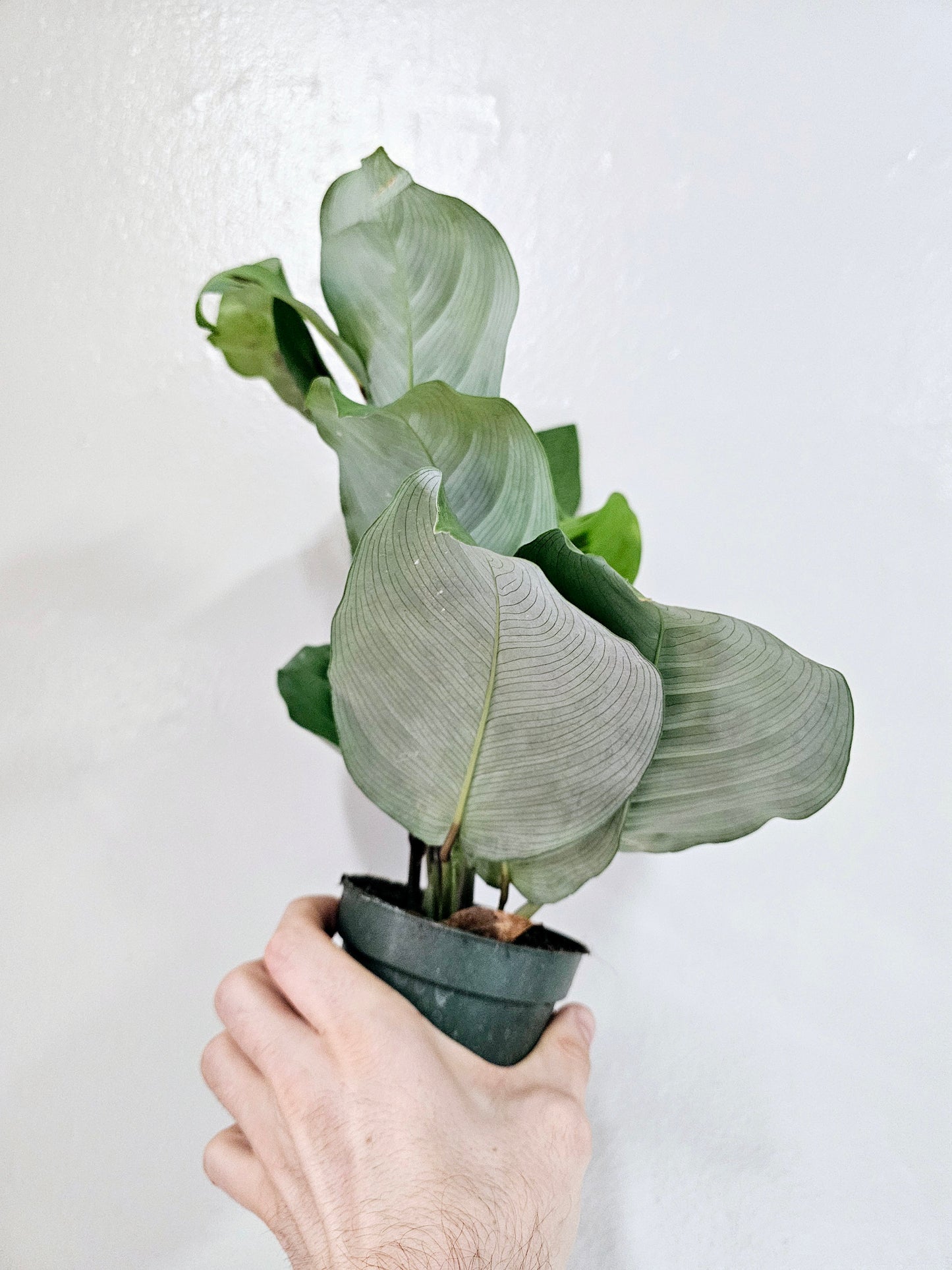 Maranta leuconeura 'Kerchoveana' 4"